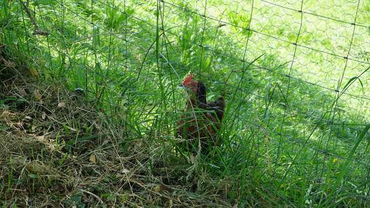 农场篱笆旁边的公鸡图片
