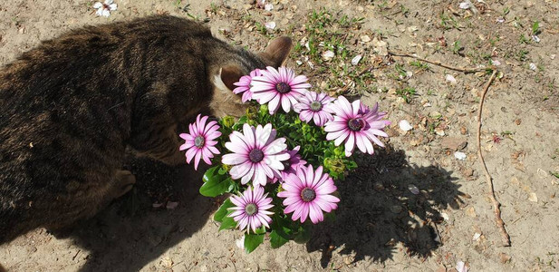 猫嗅初夏之花图片