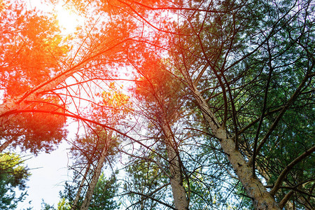 夏季的美丽森林风景和巨大的松树图片