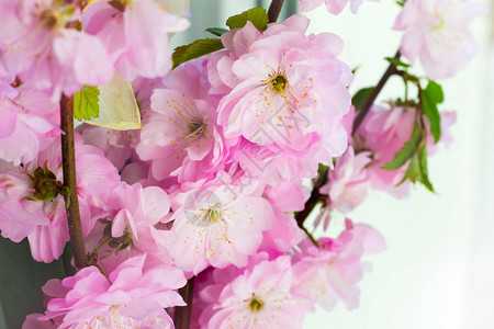 浅色背景上的樱花粉红色花朵樱花盛开图片
