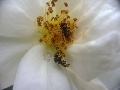 蜜蜂授粉并从白玫瑰花中采集花蜜图片
