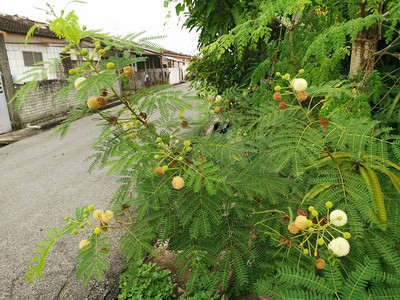 野生银合欢leucocephal图片