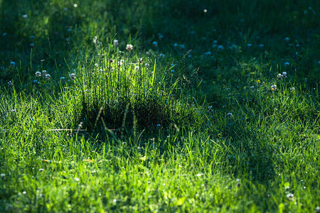 春天抽象的绿色草坪背景图片