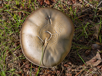 草丛中大蘑菇的子实体图片