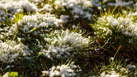 关闭与雪的草花图片