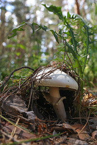 香格里翁Agaricus图片