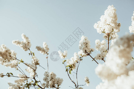 盛开的白色丁香花灌木自然夏季花卉组合物图片