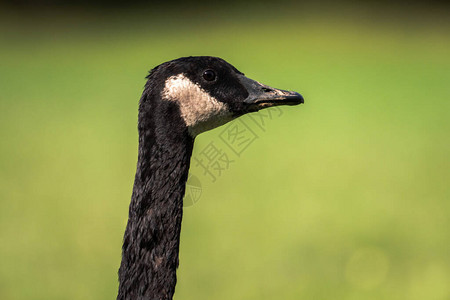 一张加拿大野生鹅头喙和脖子的特写照片图片