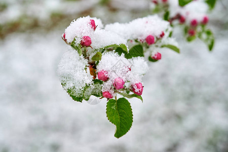 苹果树的花朵被雪覆盖美丽的苹果树春天的图片