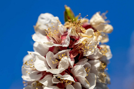 早春苹果树的白花图片