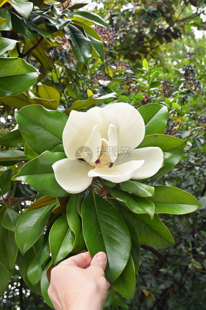 南马格努利亚的美丽白花图片