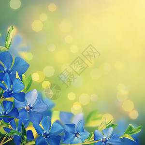 五颜六色的背景与蓝色春天的花朵背景图片