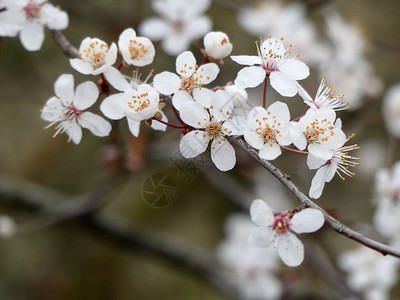 春天美丽的白樱花特写背景图片