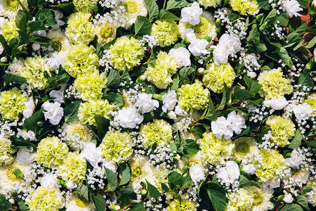 色彩多的花朵背景白色和绿色康乃馨花的平面图片