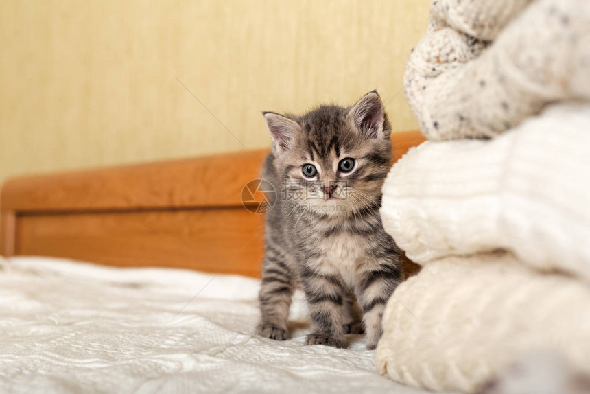 可爱的虎斑小猫站在一堆折叠成堆的针织温暖柔和的彩色毛衣旁边新生小猫小猫家畜家庭宠物儿童动物温馨的图片