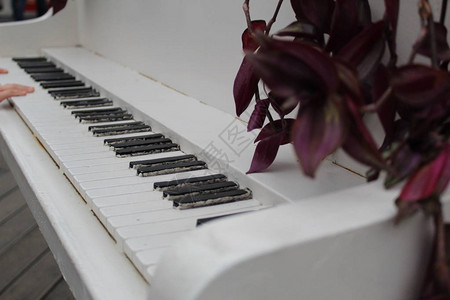 用鲜花装饰的钢琴白色钢琴的照片键是黑白的上面有鲜花植物藤蔓草是绿色的图片