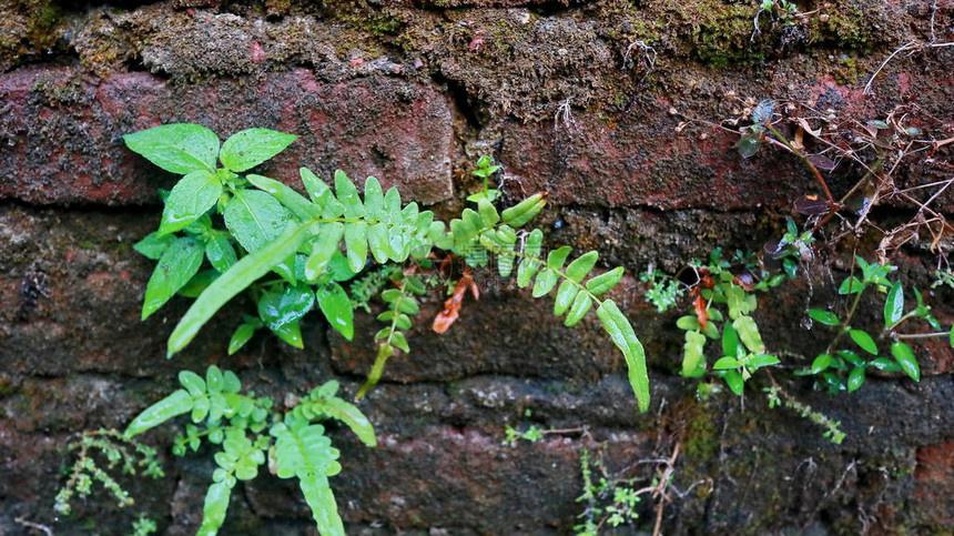 湿植物在破碎和枯萎的旧水泥墙上生长图片