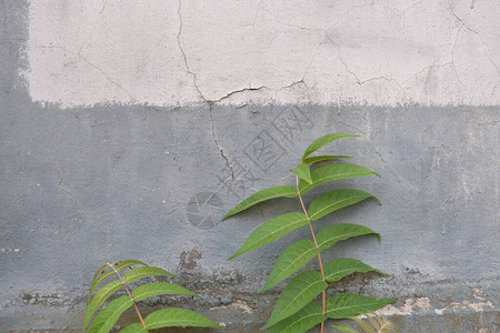 墙和植物的纹理树枝和叶子图片