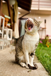 乡下院子里的猫图片