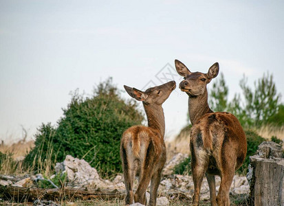 雌鹿红和她的小鹿分享一图片