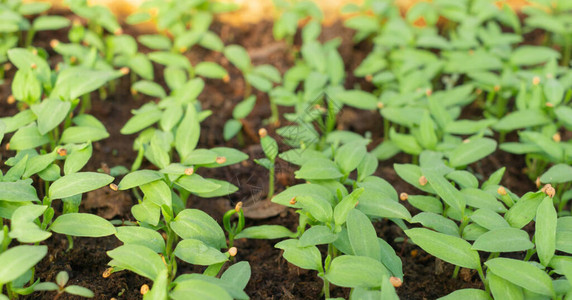 茄子在从种子植的温室土壤中发芽农业农业综合企业环境消费素食园艺有机图片