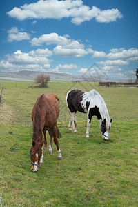 蓝天白云草地上的马图片
