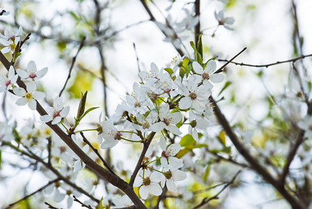 春天开花的梨树Pyrus图片