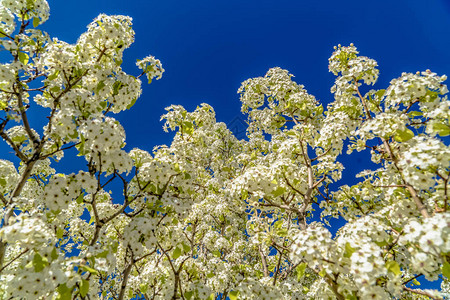 一棵开花的树白色花朵在春天的阳光下绽放精致的花朵与清澈的蓝天图片