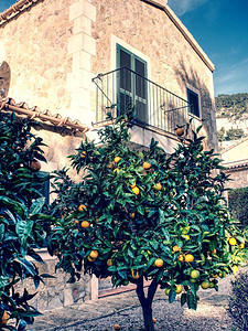 柑树有橘子树的西班牙院子背景
