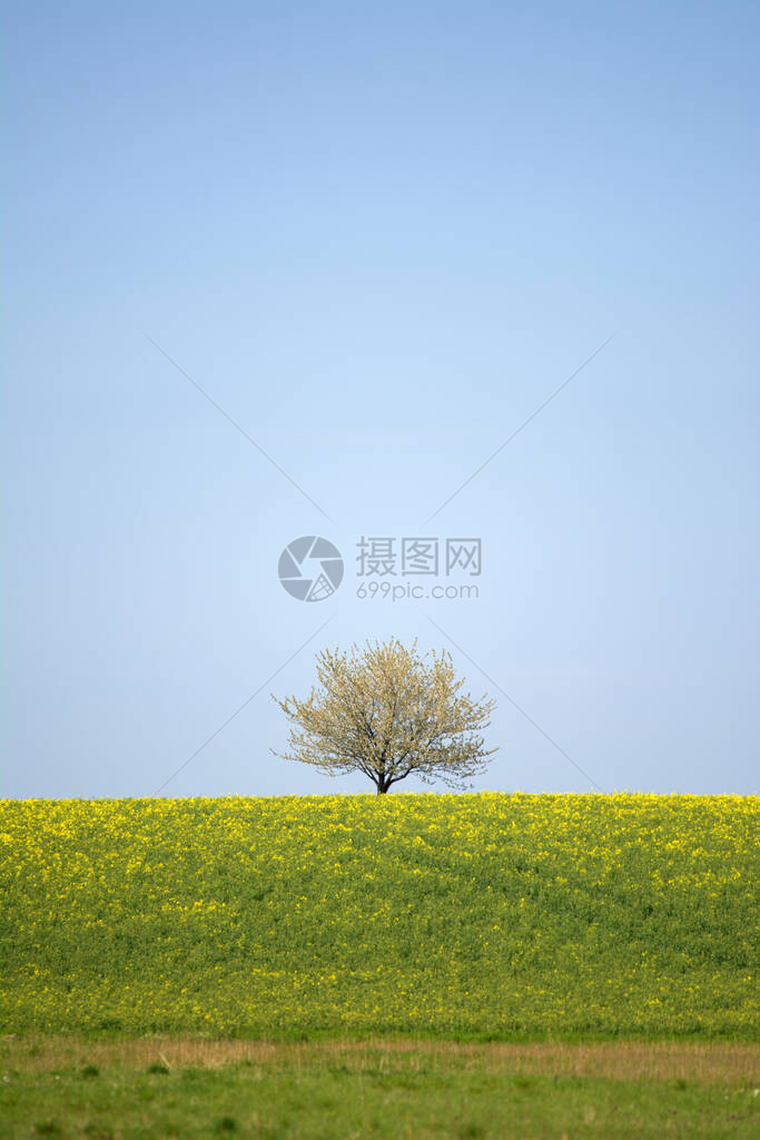 春田孤花树图片