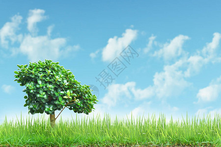 绿草地上的小树有蓝天背图片
