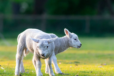 牧场里快乐的羊羔和欢乐的羊羔有选择焦图片