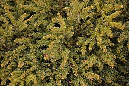 绿色fir树的图片