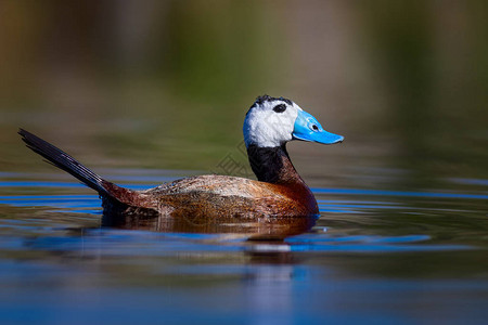 鸭子在湖里游泳可爱的蓝嘴鸭绿水倒影绿色自然背景鸭图片