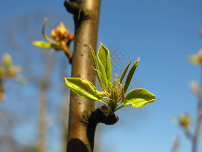 春天有叶子的年轻梨花图片