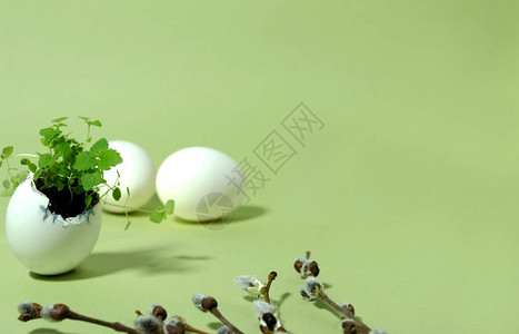 浅绿色背景上可爱的蛋壳里有香脂的绿芽图片