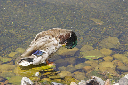 湖上的野鸭清理羽毛图片