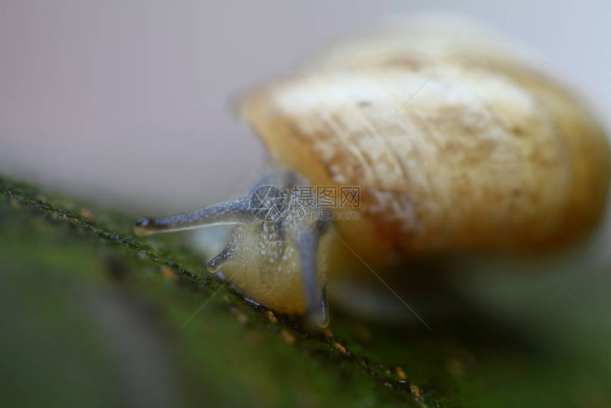 Helixpomatia也是罗马蜗牛勃艮第蜗牛食用蜗牛或蜗牛图片
