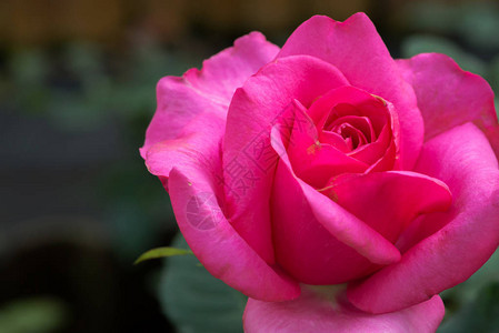 粉红色玫瑰全花模糊的背景背景图片