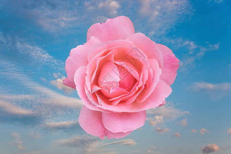 粉红玫瑰花的细节图片