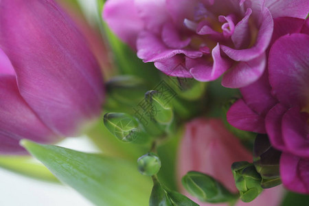 美丽的新鲜郁金香花束背景图片