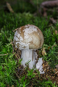 苔藓中的斑点毒菌图片