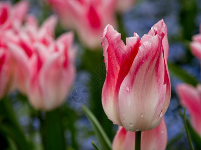 两色粉红色白的郁金香在春图片
