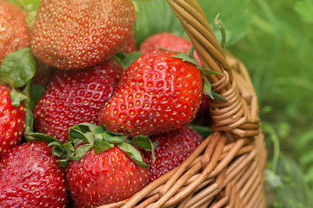 红色新鲜草莓纹理新鲜的有机浆果草莓组新鲜成图片