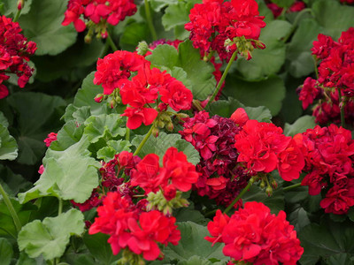 花园公里美丽的红花图片