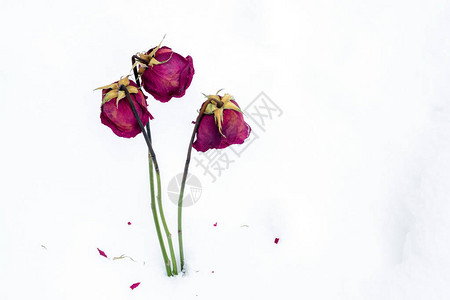 三朵玫瑰花在雪背景上花瓣掉落背景图片