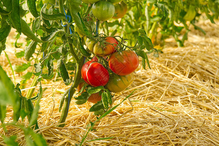 温室里的有机西红柿成熟的西红柿准备在温室里采摘在家种西红图片