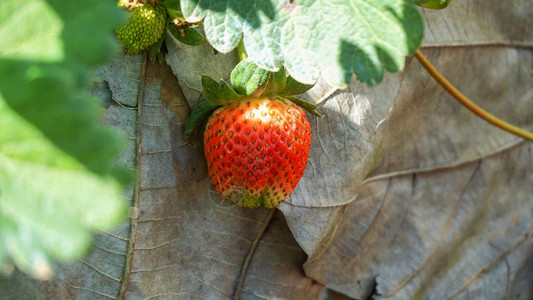 叶子上成熟的红草莓背景图片