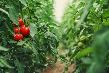 温室里的西红柿园艺蔬菜图片