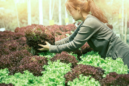 女人手抓沙拉生菜园刚从花园里出来红生菜孤立图片